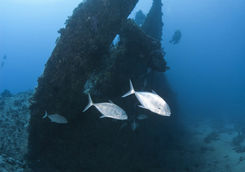 dunraven wreck