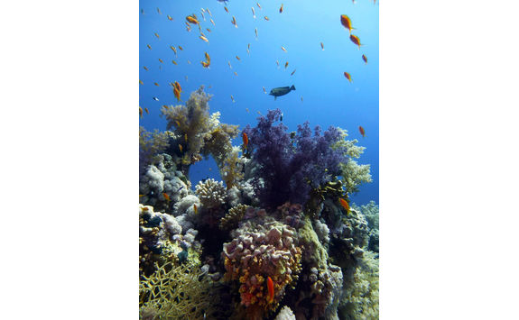 reef small fish
