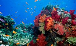 Soft coral, Taveuni