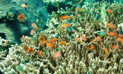 Tropical reef fish