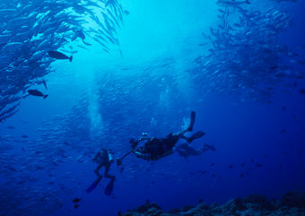 diving bait ball