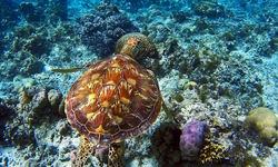 Turtle Swimming, Philippines