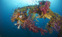 Coral Micronesia