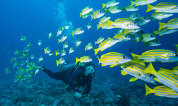 Diving, Micronesia