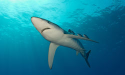 Shark Underwater