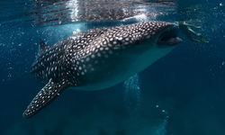 Diving in Galapagos