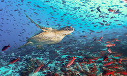 Diving in Ecuador