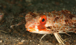 Helmut Gurnard