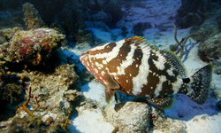 Diving in Bahamas