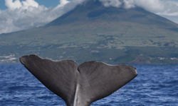 Whale in Portugal