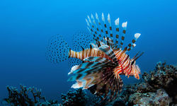 Lionfish Underwater, Madagascar