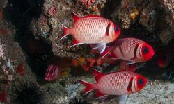 Fish in Mozambique