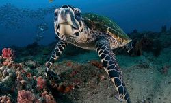 Hawksbill turtle