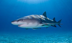 Lemon shark