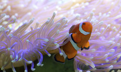 Clown Fish, Great Barrier Reef, Australia