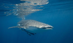 Diving in Muscat
