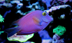 Kole Tang fish