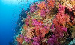 Fiji pink coral