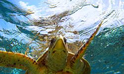 Fiji turtle