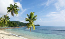 Fiji beach with palm trees