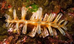 Seam Clam, Gozo