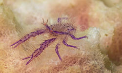 Squat Lobster