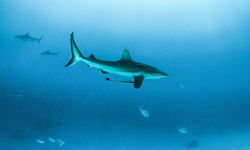 Shark Underwater