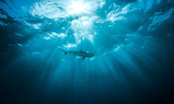 Shark in Micronesia