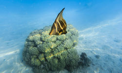 Sailfin Tang Fish, French Polynesia
