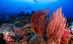 Colourful Reef