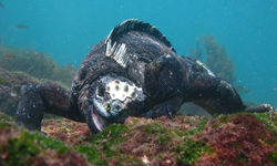Marine Iguana