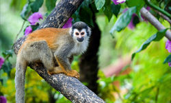 Monkey in tree