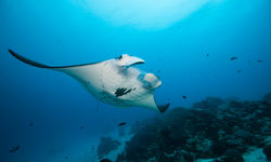 Reef Manta Ray Underwater