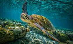 Green Turtle, Australia