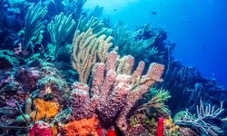 Colourful coral, Bonaire