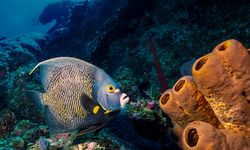 Coral and fish