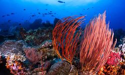 Gorgonians coral