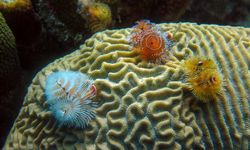 Coral in Bonaire