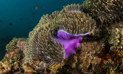 Colourful Anemone, Bazaruto Archipelago