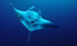 Manta Ray, Mozambique