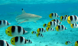 Diving in Bahamas
