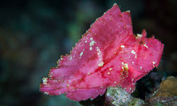 Leaf Fish, Tanzania