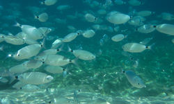 Diving in Sardinia