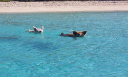 Swimming Pigs