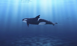 Orca, Norway