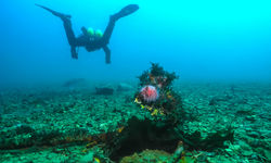Diving in Norway
