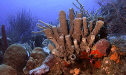 Diving in Curacao