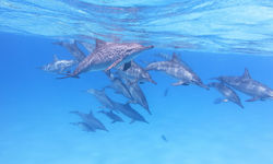 Dolphins Swimming