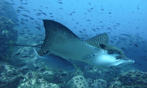 Eagle ray
