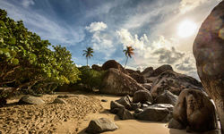 Palm tree lined beach 